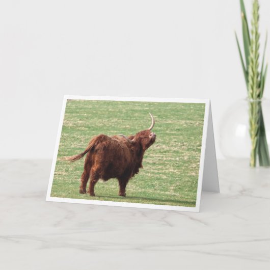 Highland cow Birthday card サンキューカード (正面)