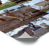 Highland Cow Photo Collage、ポスター ポスター (角)