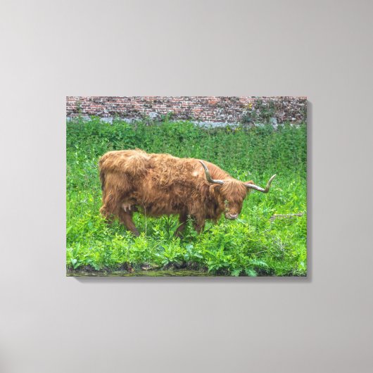 Highland cow view canvas print キャンバスプリント (正面)