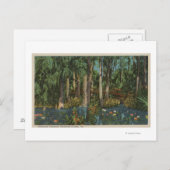 Highlands County, FL – ハイランズハンモックの表示 ポストカード (正面/裏面)