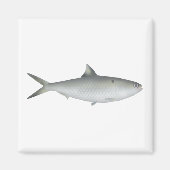 Hilsa Shad マグネット (正面)