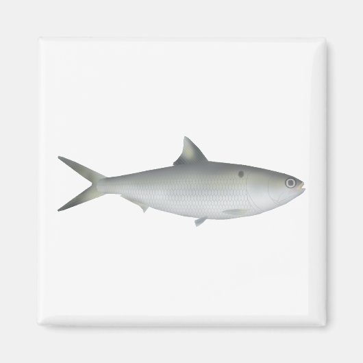 Hilsa Shad マグネット (正面)