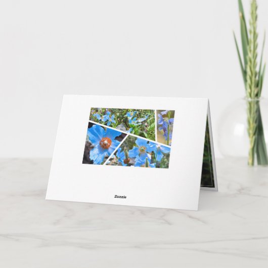 Himalayan blue poppy カード (裏面)