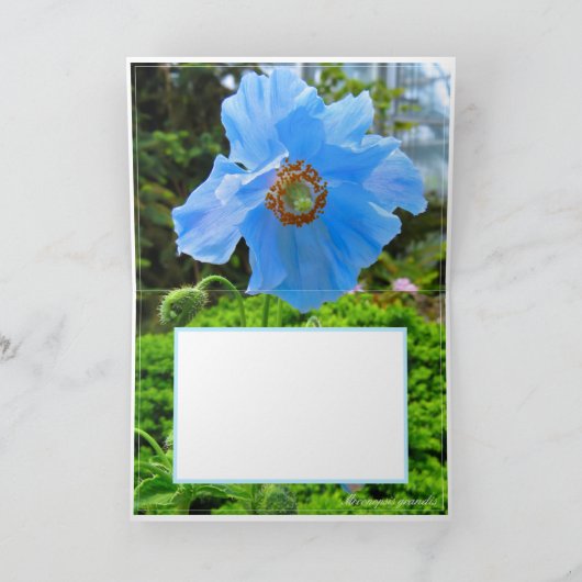 Himalayan blue poppy カード (内部)