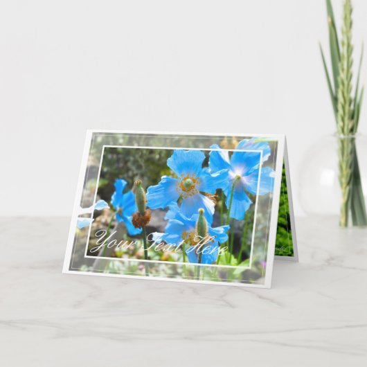 Himalayan blue poppy カード (正面)