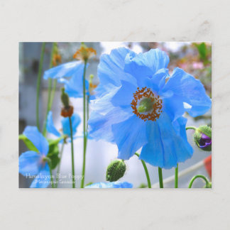 Himalayan Blue Poppy ポストカード