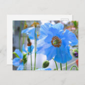 Himalayan Blue Poppy ポストカード (正面/裏面)