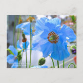 Himalayan Blue Poppy ポストカード (正面)