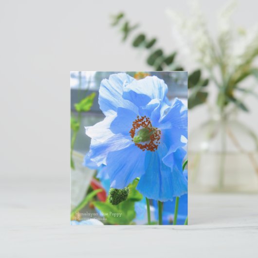 Himalayan Blue Poppy ポストカード (スタンド正面)