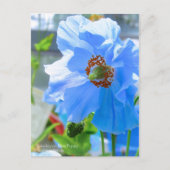 Himalayan Blue Poppy ポストカード (正面)