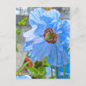 Himalayan Blue Poppy [Postcard] ポストカード (正面)
