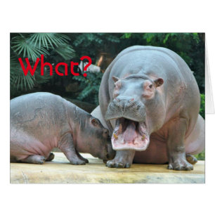 Hippoとは