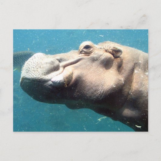 Hippoのポストカード ポストカード (正面)