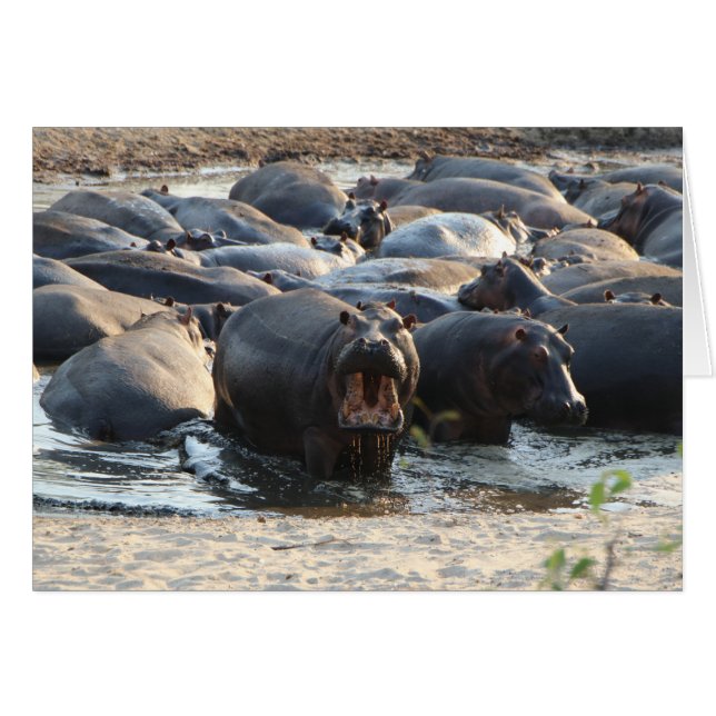 Hippoカード – 内空白の部 (正面横)