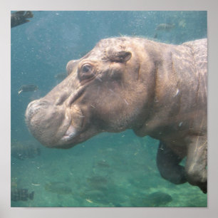 hippo1ポスター ポスター
