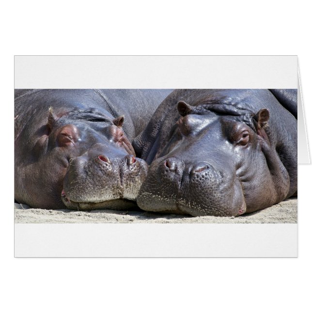 Hippo-78352 (正面横)