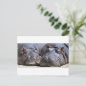 Hippo-78352 ポストカード (スタンド正面)