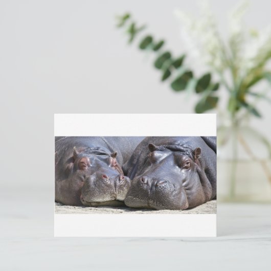 Hippo-78352 ポストカード (スタンド正面)
