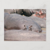 Hippo Looking You ポストカード (正面)