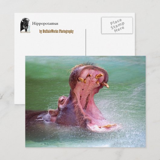 Hippo Mouth Openはがき ポストカード (正面/裏面)