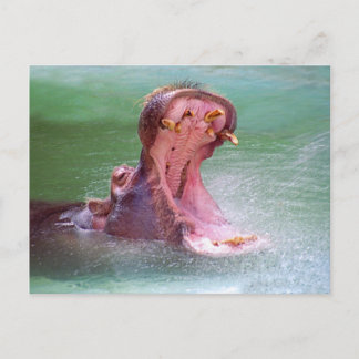 Hippo Mouth Openはがき ポストカード