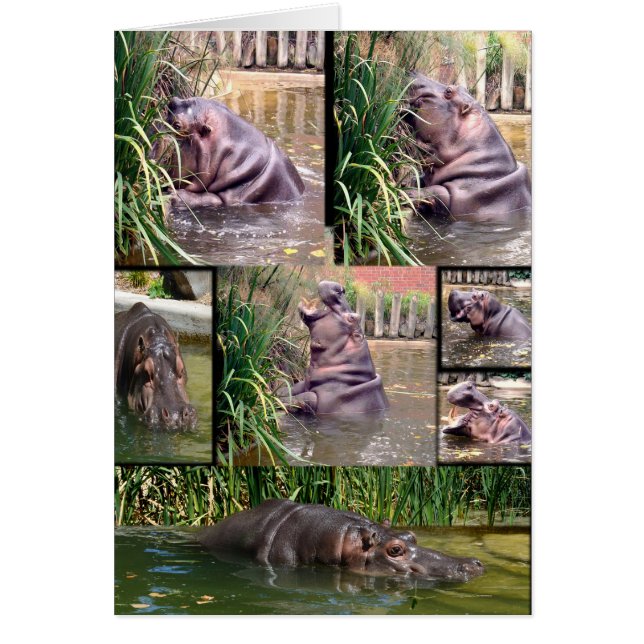 Hippo Photo Collage (正面)