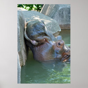 Hippo Poster ポスター
