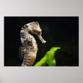 Hippocampus ポスター (正面)