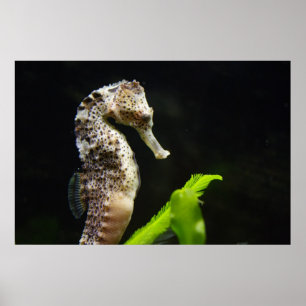 Hippocampus ポスター