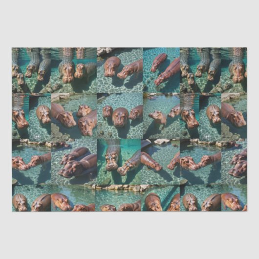 Hippos at 遊: A Pond Paradise 薄葉紙 (正面)
