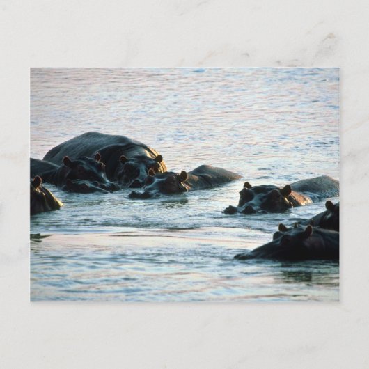 Hippos - Pod リラックス In River At Twilight ポストカード (正面)