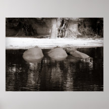 Hippos Resting in Water Black and White Wildlife