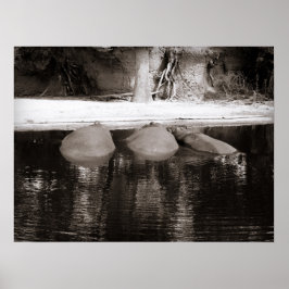 Hippos Resting in Water Black and White Wildlife ポスター