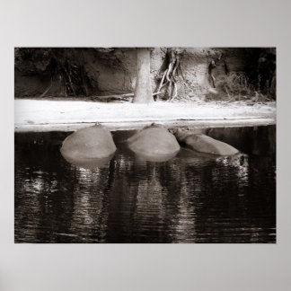Hippos Resting in Water Black and White Wildlife ポスター