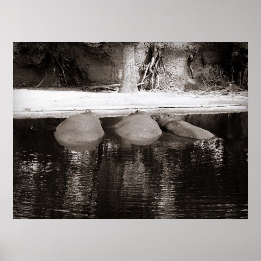 Hippos Resting in Water Black and White Wildlife ポスター (正面)