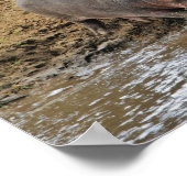 Hippotamus、Hippopottamus両生類、Serengeti ポスター (角)