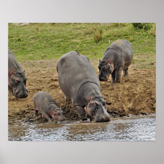 Hippotamus、Hippopottamus両生類、Serengeti ポスター (正面)