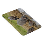 Hippotamus、Hippopottamus両生類、Serengeti マグネット (右側)