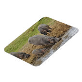 Hippotamus、Hippopottamus両生類、Serengeti マグネット (左側)