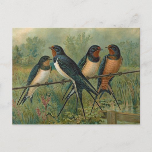 Hirundo rustica, Hirundo rustica Savignii ポストカード (正面)