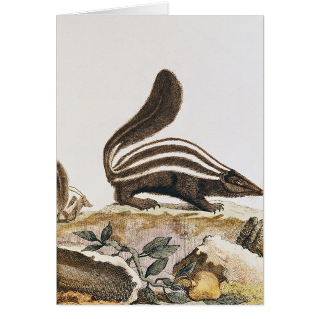 「Histoire Naturelle」からのスカンク、 (正面)
