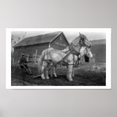 Historical Maple Row Farm photograph ポスター (正面)