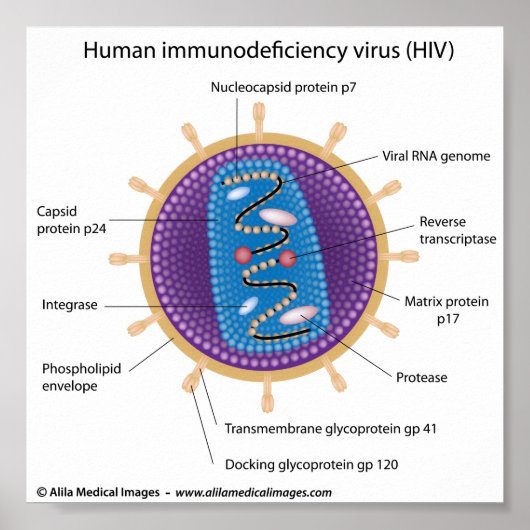 HIVウイルス構造、ラベル付き図。 ポスター (正面)
