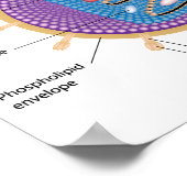 HIVポスターの構造 ポスター (角)