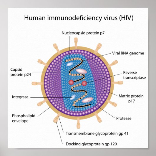 HIVポスターの構造 ポスター (正面)
