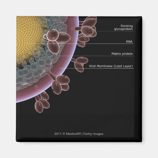 HIV細胞の構造 マグネット (正面)