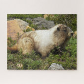 Hoary Marmot Wildlife写真 ジグソーパズル (横)