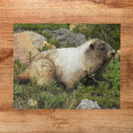 Hoary Marmot Wildlife写真 ジグソーパズル