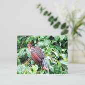 Hoatzin "Stinky Turkey"パスタザリバー、エクアドル ポストカード (スタンド正面)