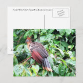 Hoatzin "Stinky Turkey"パスタザリバー、エクアドル ポストカード (正面/裏面)